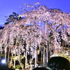 福井県越前市  大宝寺しだれ桜