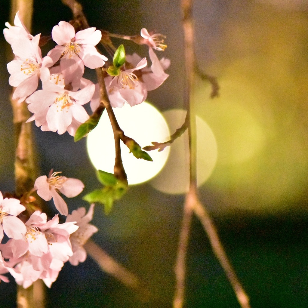 夜桜