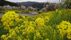 菜の花畑