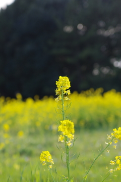 菜の花