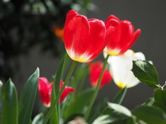 Tulip at april