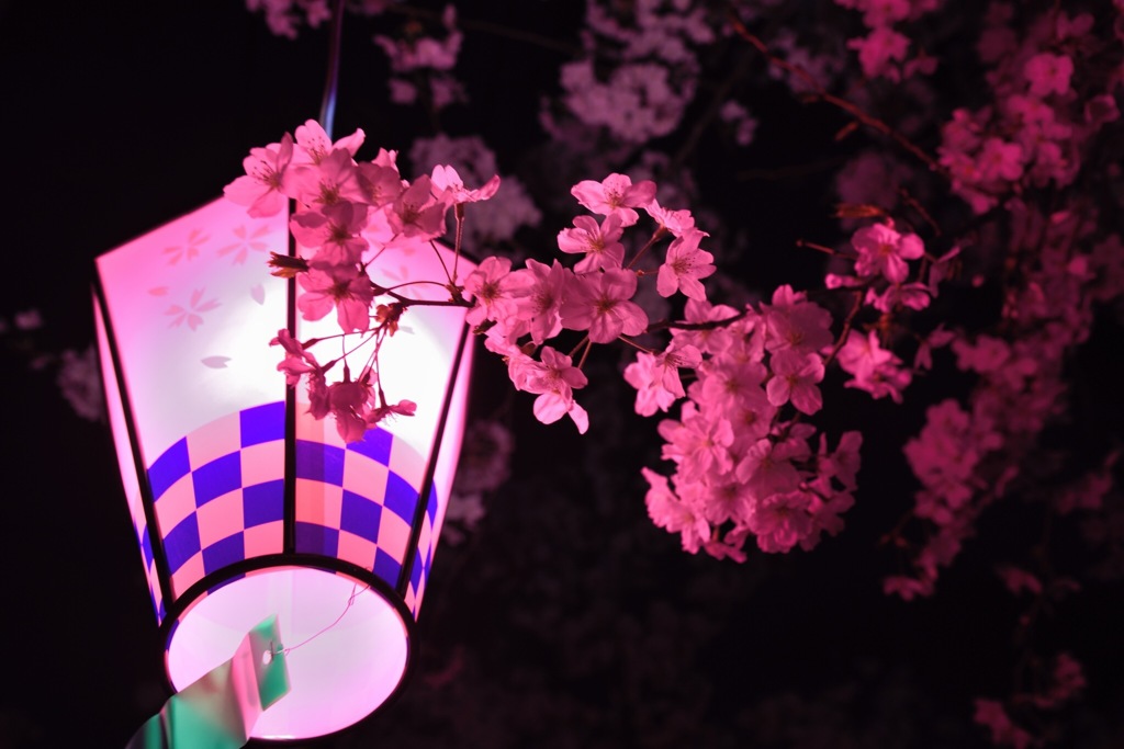 夜桜②