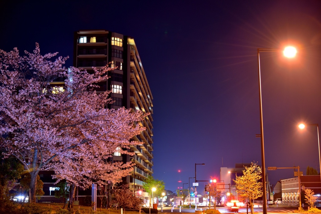 夜桜