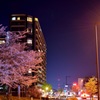 夜桜