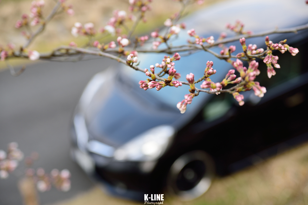 Sakura×Car