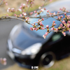 Sakura×Car