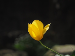 庭の花
