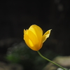 庭の花