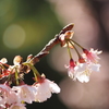 1月の桜