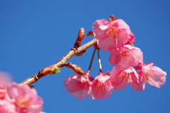 1月の桜