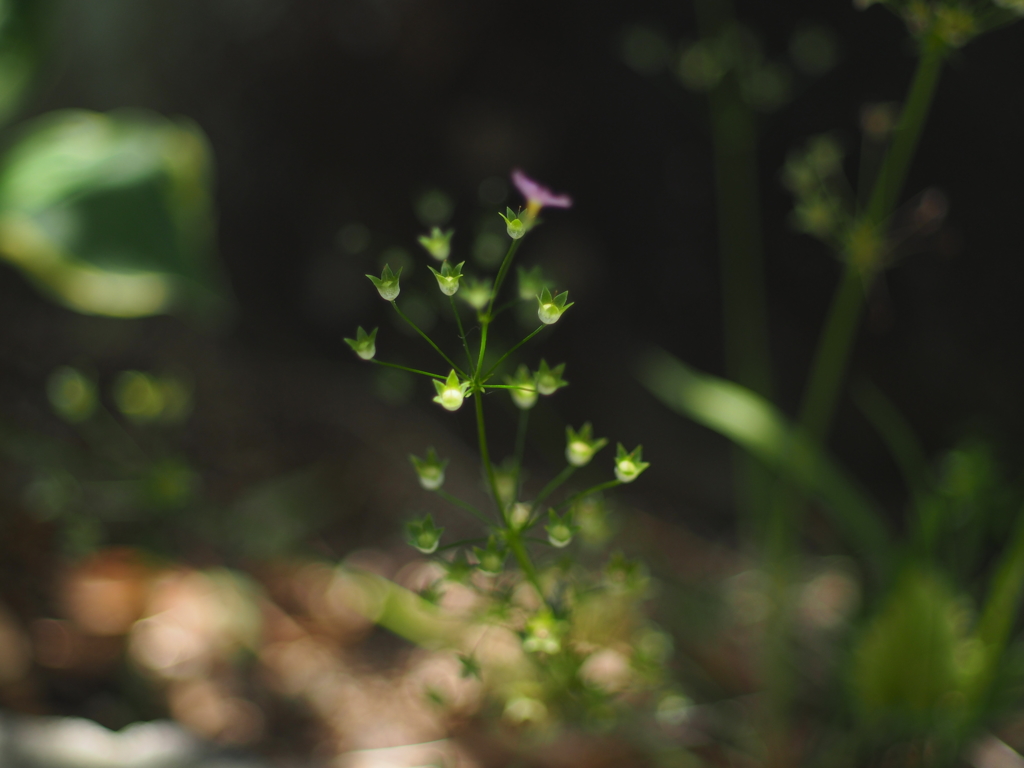 庭の草木
