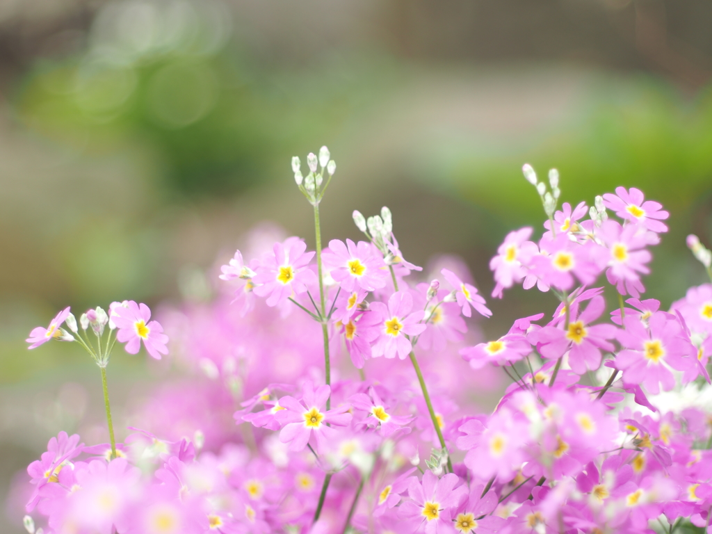 庭の草木
