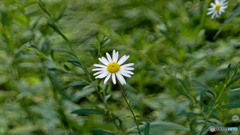 公園散歩１