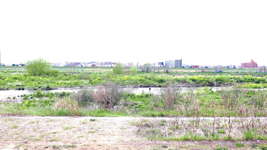 春の多摩川