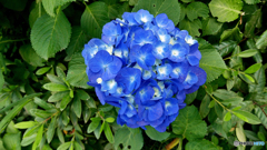 梅雨晴れ１