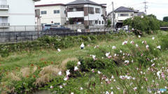 梅雨の晴れ間にー１