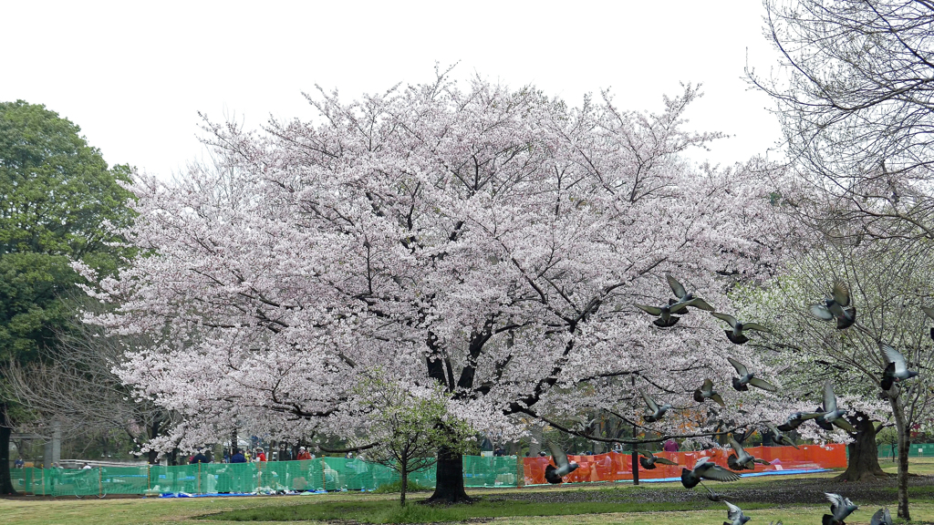 鳩と桜