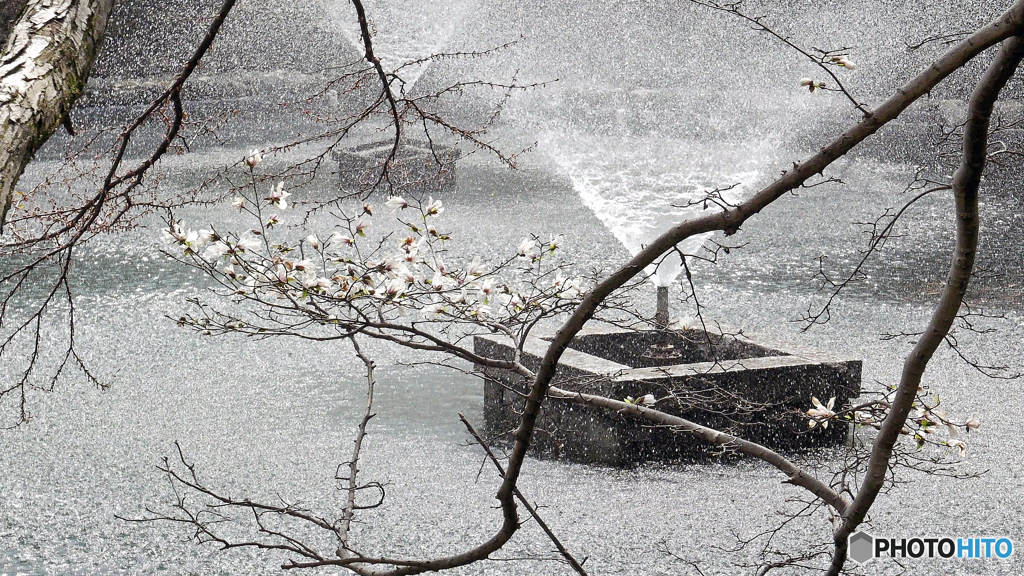 井之頭池