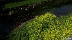 野川