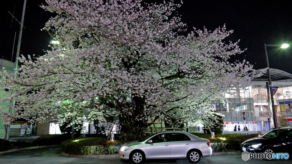 夜桜