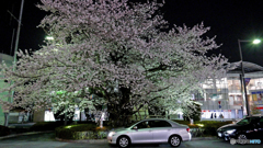 夜桜