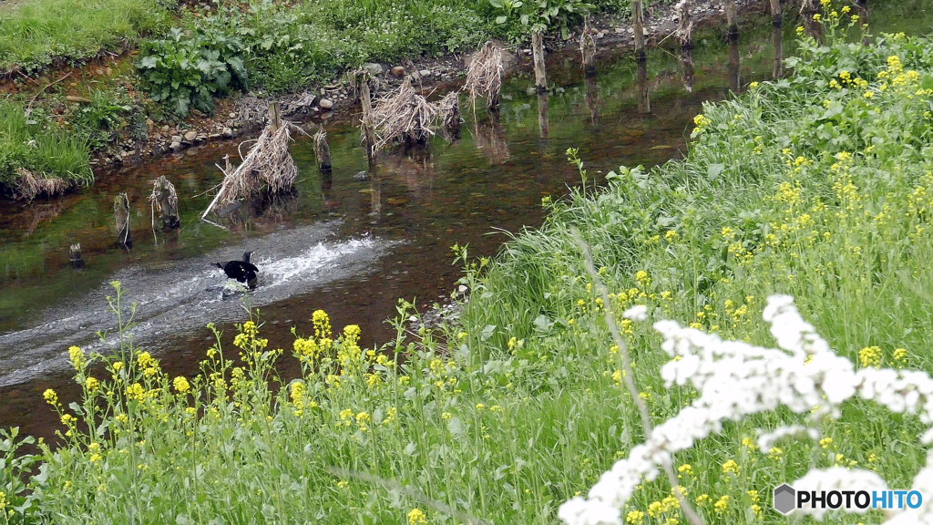 野川の野鳥