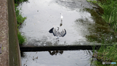 雨上がり　３