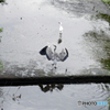 雨上がり　３