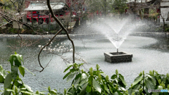井之頭池