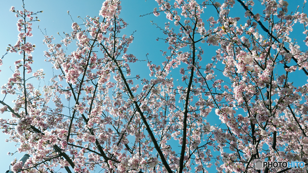 川津桜