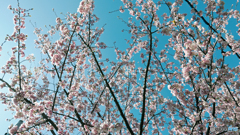 川津桜