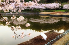 桜と白鳥