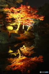 池の中の紅葉