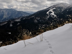 脚跡〜kemonomichi〜