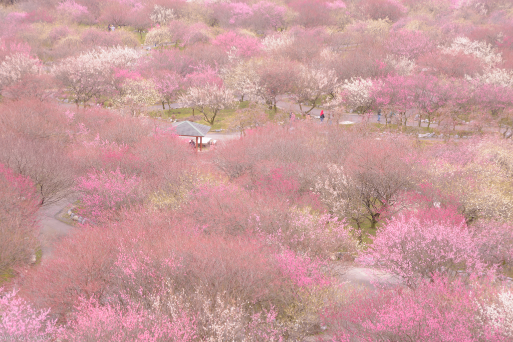 いなべ梅林公園