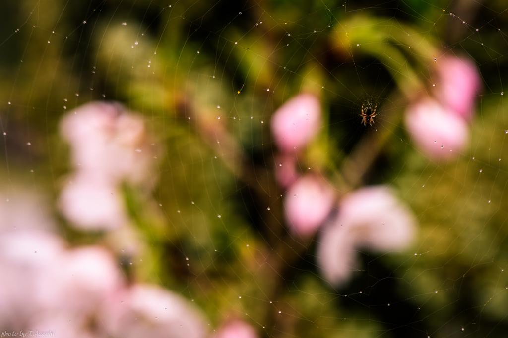 春の雨