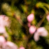 春の雨
