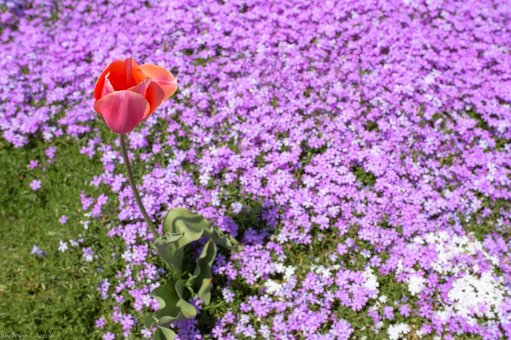 チューリップと芝桜