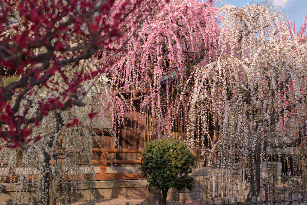 梅の花火♪