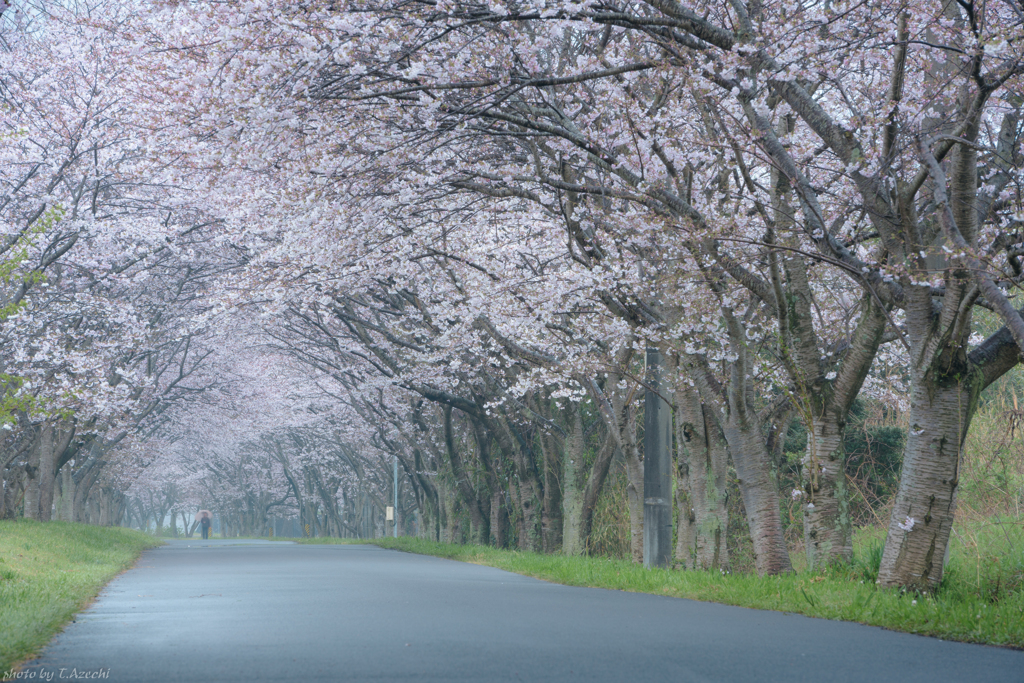 雨の桜並木