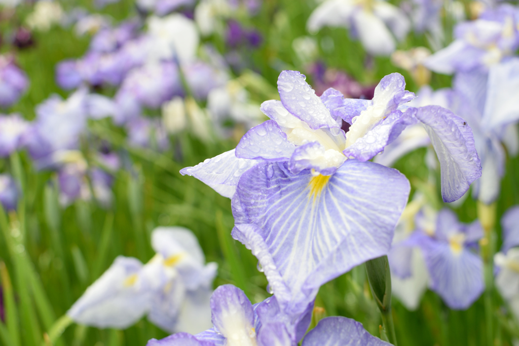 菖蒲1