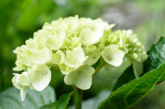 紫陽花3