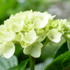 紫陽花3