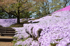 芝桜の丘