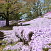 芝桜の丘