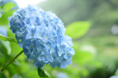 紫陽花2