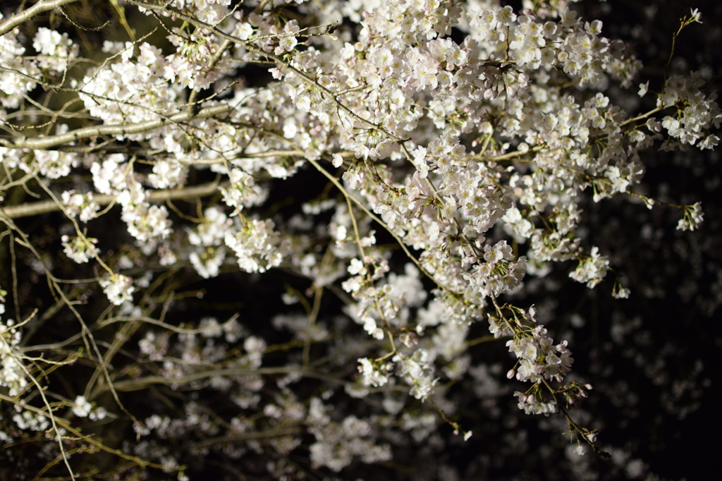 夜桜