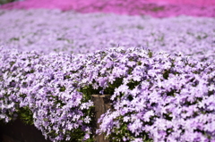 芝桜の丘
