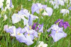 菖蒲3