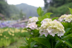 紫陽花1